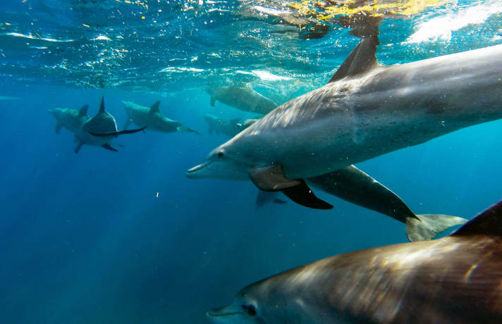 Not only dolphins, but also whales and other large fish cavort in and around the countless lagoons of Mauritius.