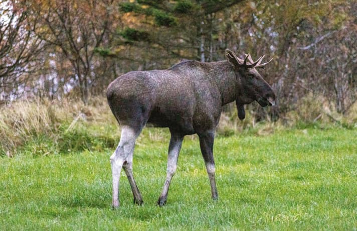 Even in the land of the moose, encounters with these mighty animals are rare.