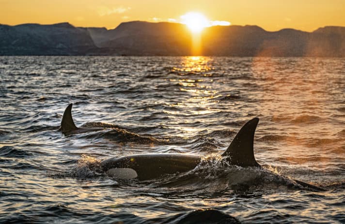 YACHT-Woche: Orca-Angriffe