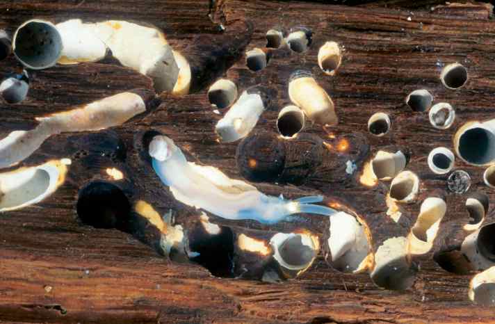 Schiffsbohrwurm, Schiffs-Bohrwurm, Schiffsbohrmuschel, Schiffs-Bohrmuschel, Schiffswurm, Holzbohrwurm, Holzbohrmuschel, Pfahlbohrmuschel, Pfahlwurm, b