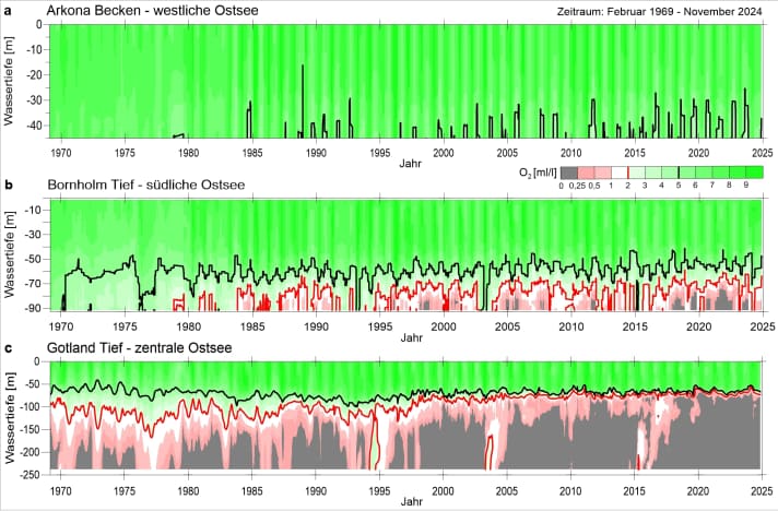 These time series show the years 1969 to 2024 on the x-axis and the depth on the y-axis for the Arkona (top), Bornholm (centre) and Gotland (bottom) basins. While the shallow Arkona Basin in the western Baltic Sea has high oxygen levels (green), the deep basins show an increasing expansion of oxygen-depleted or oxygen-free zones (grey). The light-coloured vertical stripes (red and white) indicate saltwater intrusions where oxygen-rich water flows in from the North Sea. The width of these stripes indicates how quickly the oxygen is used up again. This clearly shows that the Gotland Deep (bottom) in particular is being depleted of oxygen more quickly today than in the 1970s.