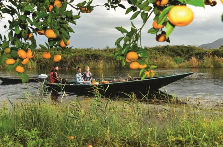   The freshly harvested fruit is transported in traditional lađa - but now powered by outboard motors