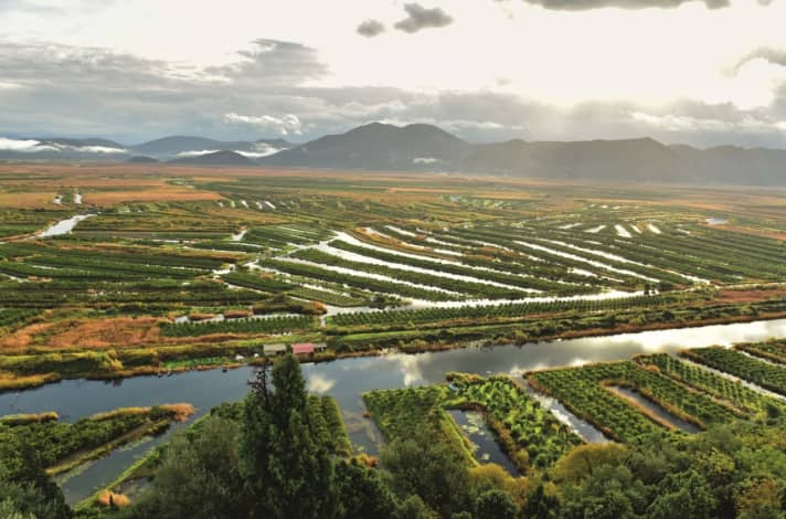   In the central part of the delta, the mandarin plantations on islands can only be reached by boat