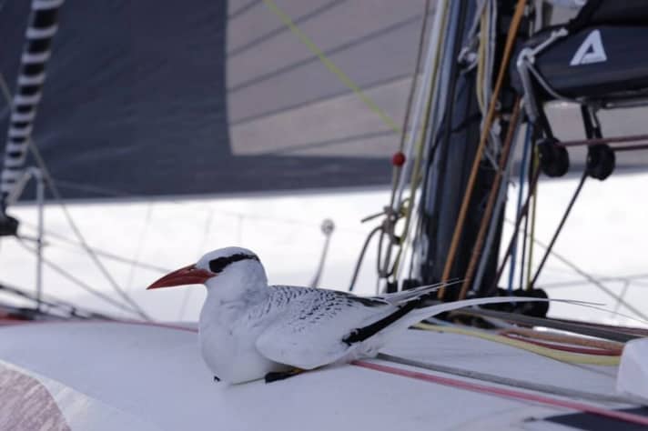   Di tanto in tanto arrivano a bordo ospiti a sorpresa. Qui, un uccello marino si posa sul ponte del Class40 "Milai" di Masa Suzuki e Anne Beaugé