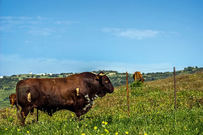 Andalusische Stiere – mindestens so bekannt wie der Levante.
