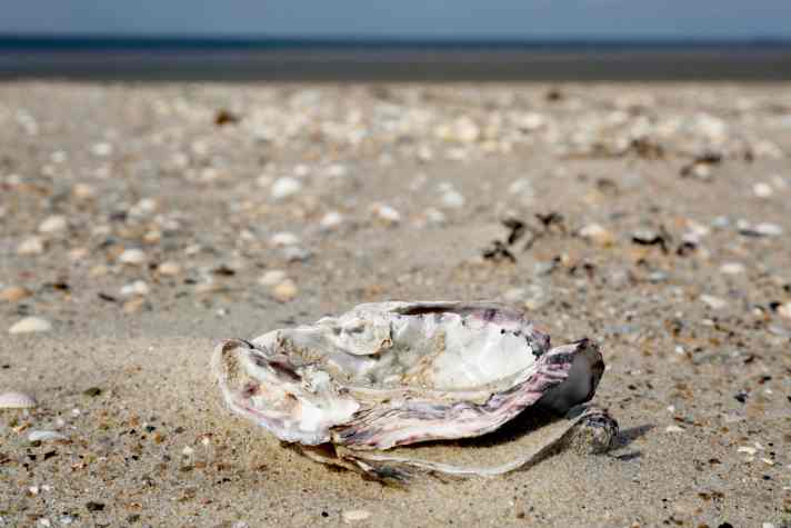 Schale der Pazifischen Auster (Magallana gigas) (Syn.: Crassostrea gigas), Minsener Oog, Niedersachsen, Deutschland, Europa