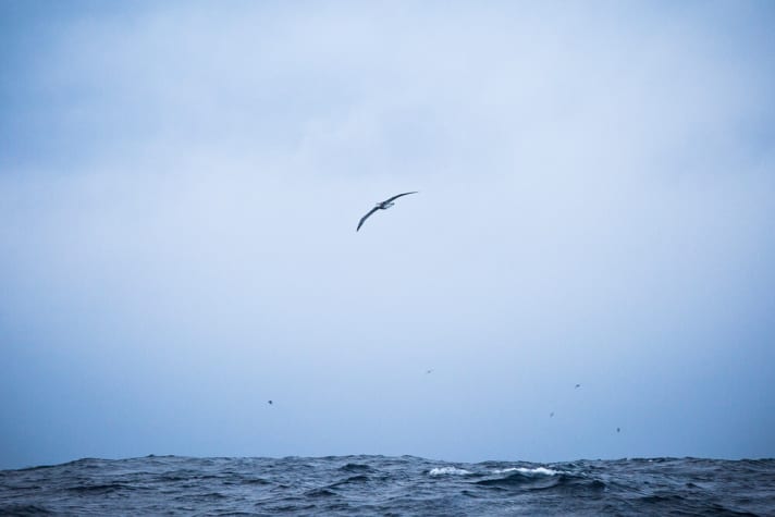   Une vue majestueuse au milieu du combat et du drame : la superstition des marins veut que les âmes des camarades décédés survivent dans les albatros.