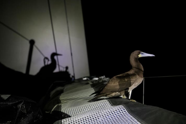   Uninvited guest on board: Dee Caffari's Turn the Tide on Plastic team reported with amusement and anger about this giant bird, which the crew christened Whiskey due to its crash landing. He not only makes life difficult for the sailors from time to time and screams when he is illuminated by the sailors' torches in the dark. He has also turned the equipment on deck into a "massacre", wrote the skipper, referring to the heaps of bird shoots