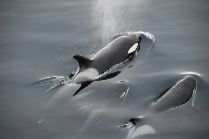 yacht/Orcas2020UnsplashPR_nitesh-jain-fSsh4h4pZSU-unsplash_eea2437d134b465ca565de0805d91867