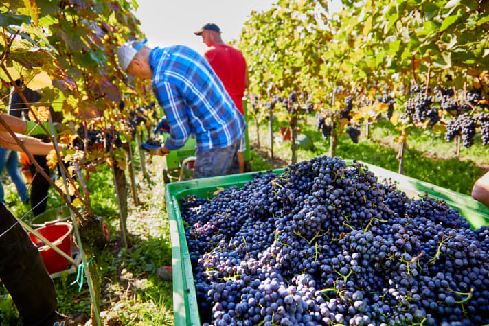 Hagnau Winegrowers' Association