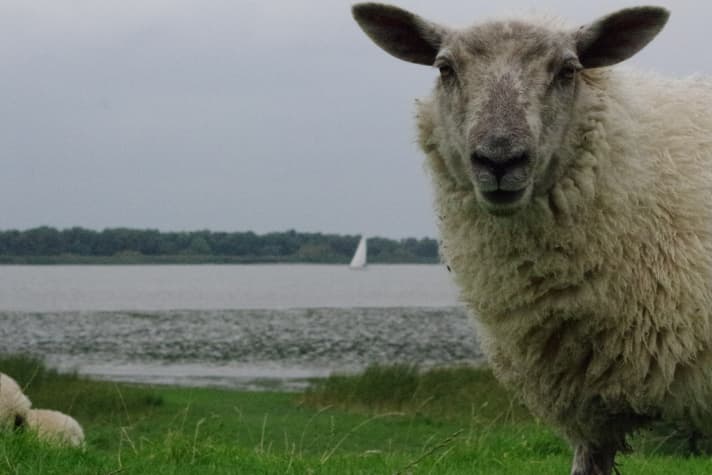Die Elbe ist ein beliebtes Segelrevier