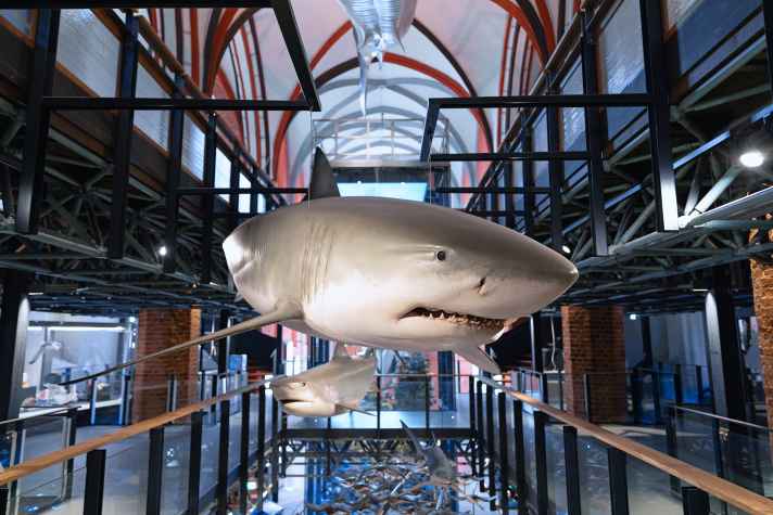 D'impressionnantes reproductions de requins, de dauphins et d'une baleine de Bryde flottent sous la voûte de la Katharinenhalle