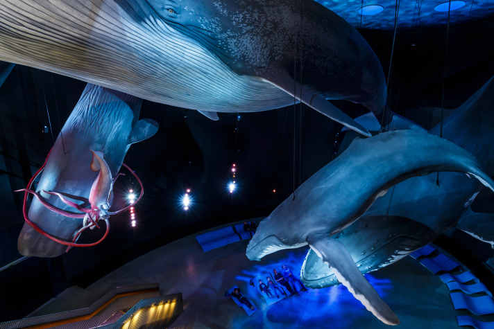 The tour of the German Oceanographic Museum ends in the impressive "1:1 Giants of the Seas" exhibition: full-size replicas of whales float across the entire height of the room