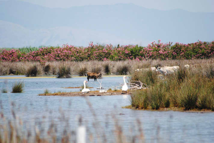 River delta near Tsimari