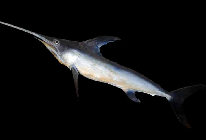 yacht/xiphias-gladius-stuffed_2f9e2b5f706de663a678c70a5bb17e9a