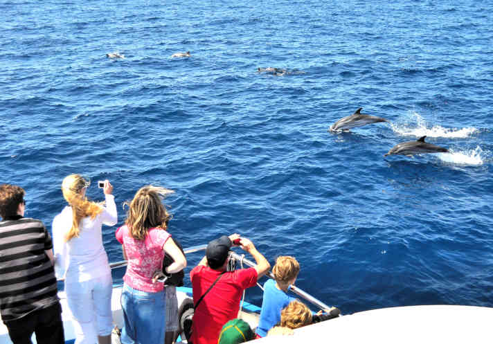 The fascination of the marine world: watching whales and dolphins in the wild