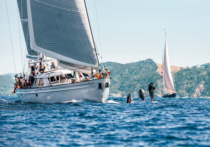 "Tawera" auf Kurs: Auch Große Tümmler hatten an der Regatta Spaß. | ß.