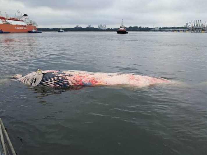 La carcassa di balena nel bacino del porto