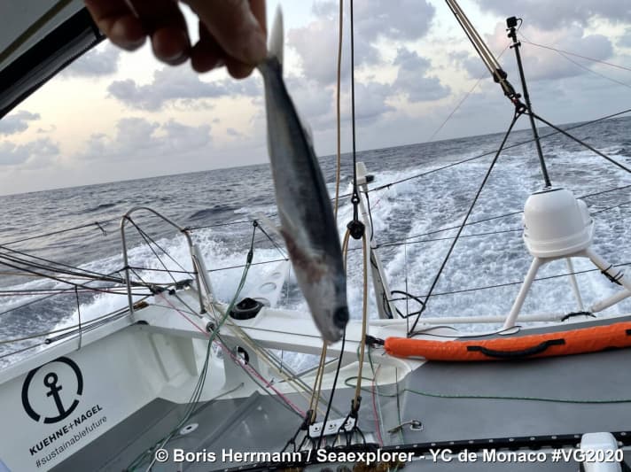   Il primo pesce volante è atterrato a bordo
