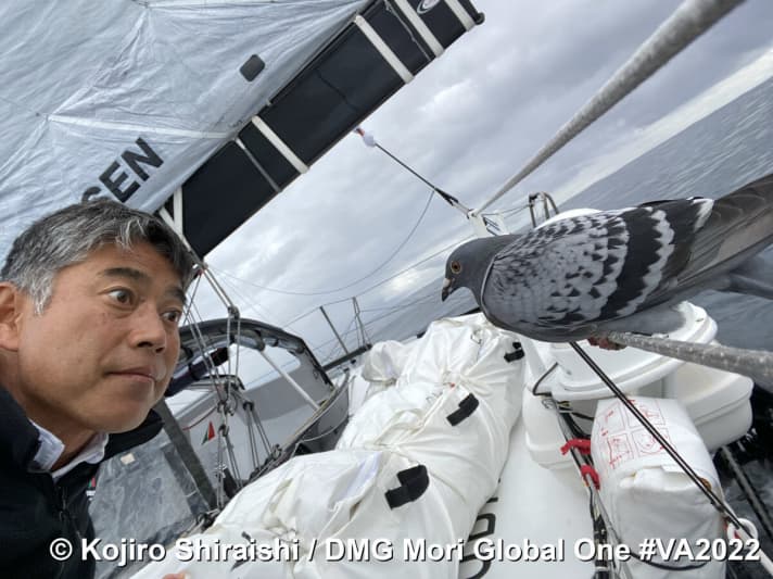   "DMG Mori Global One"-Skipper Kojiro Shiraishi bei einer ungewöhnlichen Begegnung an Bord während des Vendée Arctique