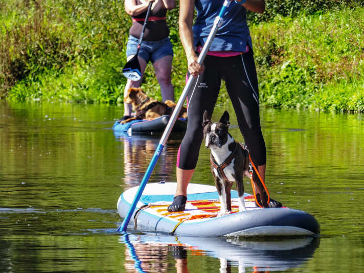 Eine Schwimmweste oder ein Geschirr in Verbindung mit einer Leash sind für den Hund sinnvoll – so bleibt ihr immer in Kontakt.Achte darauf, dass du deinen Hund  nicht überforderst. Auch Hunde müssen sich beim Stand up Paddlen gut  ausbalancieren – das kann durchaus  sehr anstrengend sein.