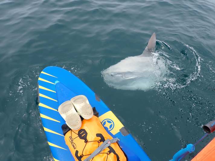 Tierische Besucher...