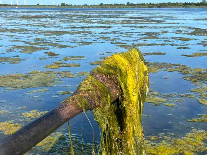Die flachen Bereiche des Kleinen Meers wachsen im Sommer zunehmend zu