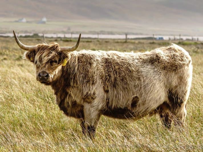 Not only present in summer - the true locals of the island: look impressive, but are rather gentle.