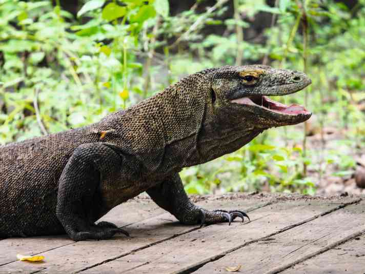 Auf Komodo lässt der erste Waran nicht lange auf sich warten.