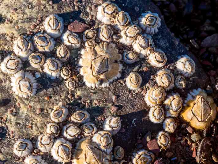 Bay barnacles