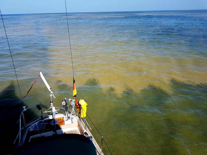 Bei schwachem Wind bilden sich auf der offenen Ostsee große Algenteppiche