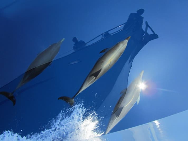   Dolphins play in the Mediterranean off the bow of the "Foftein"