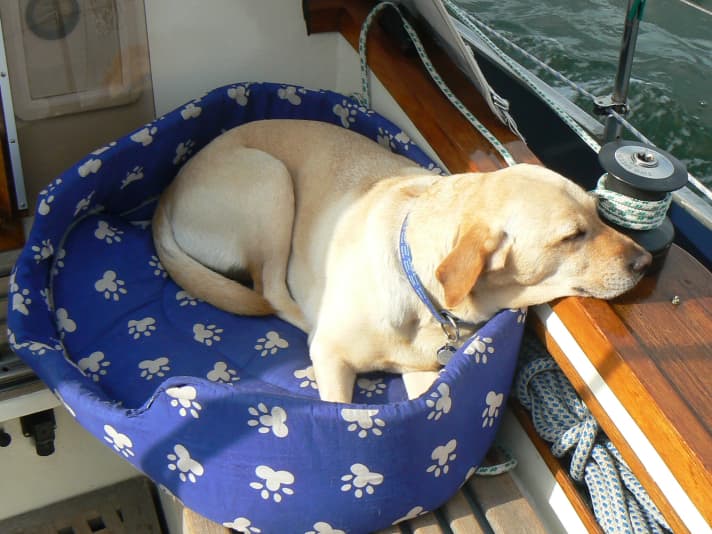   Seasick or just dog-tired? Whether four-legged friends like it on board has to be tested over a longer period of time