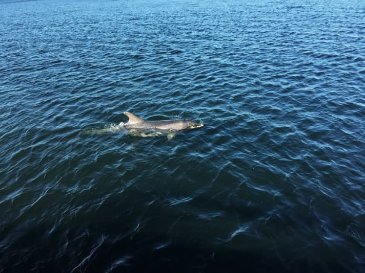   Stundenlang bleibt der Delphin in der Nähe
