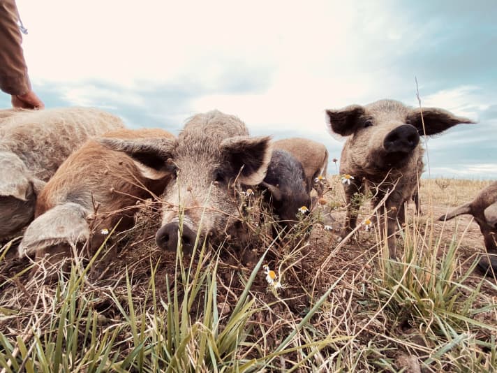   Gli spettatori animali, non meno rilassati