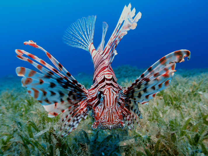 Der Feuerfisch breitet sich massiv im Mittelmeer aus.