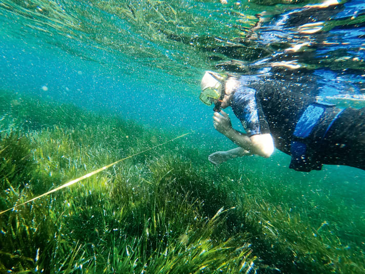 Des projets privés s'efforcent de créer des prairies sous-marines non seulement sur la mer Baltique, mais aussi en Méditerranée.