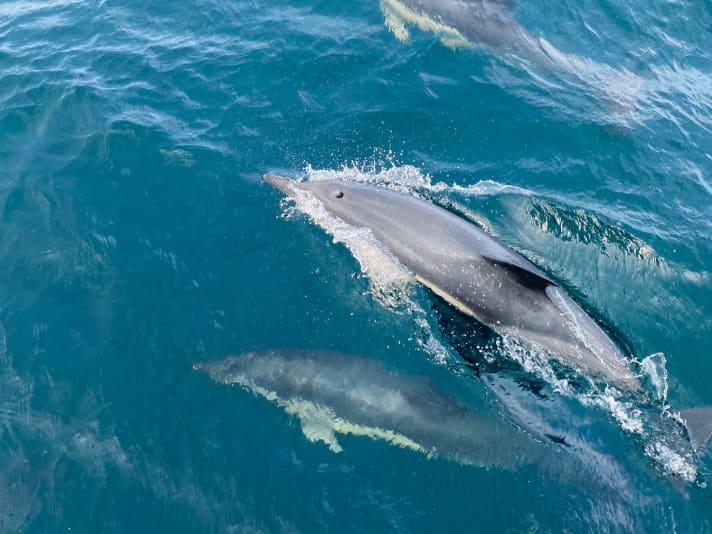 Dolphins keep her company as she leaves the English Channel. She then turns into the Bay of Biscay