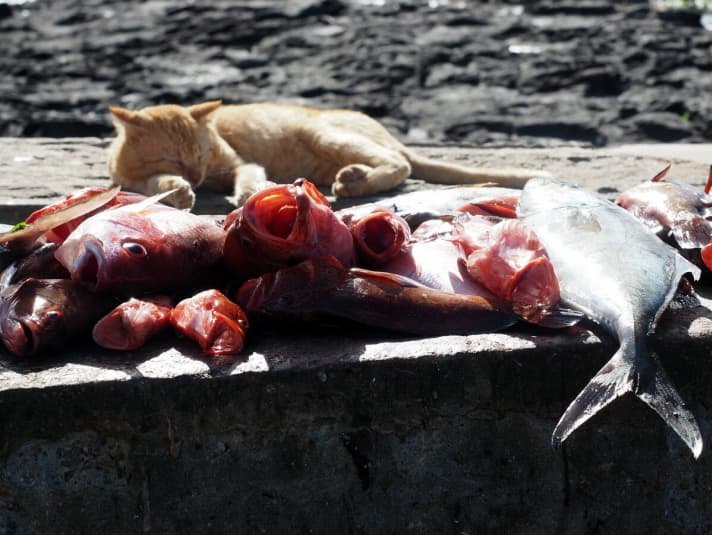   Marché aux poissons