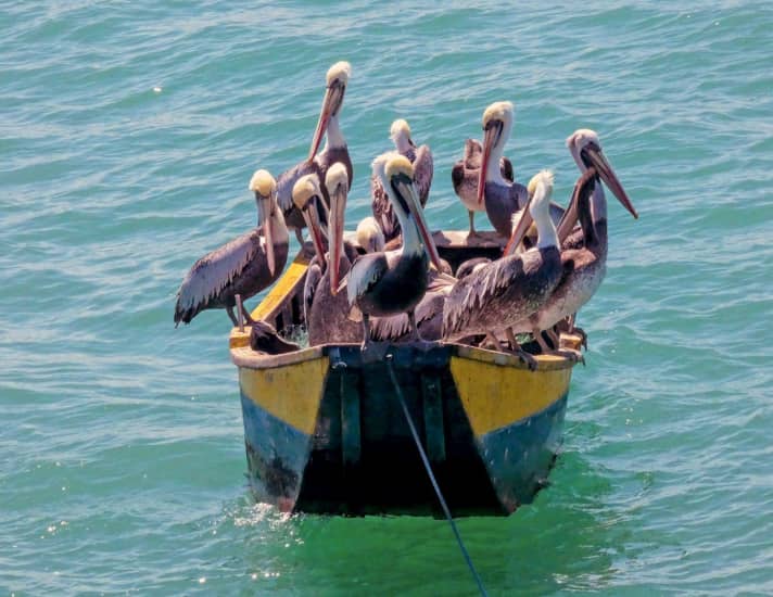 The pelicans are part of the permanent, mobile inventory at all spots.