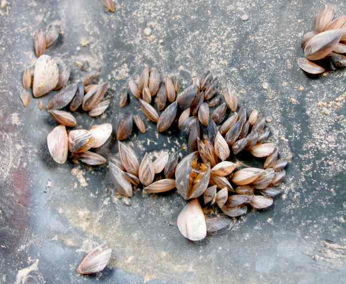 Quagga Mussels (Dreissena bugensis)