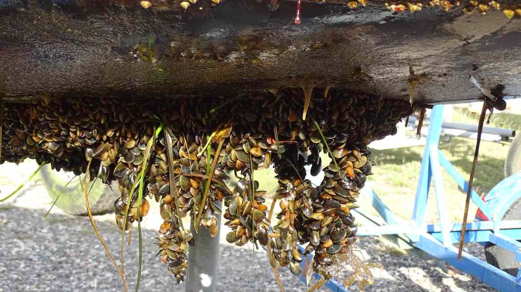 Environment: What to do about fouling on the hull?