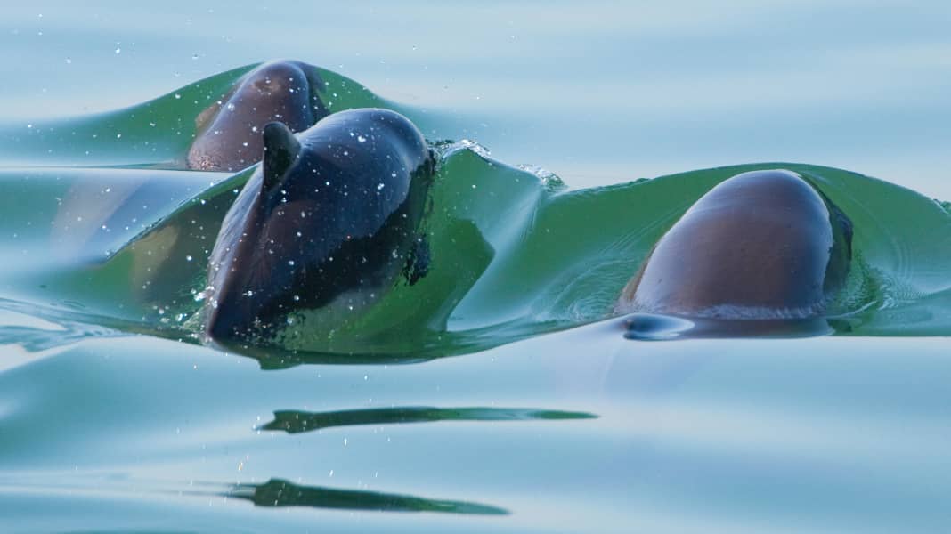 Harbour porpoise protection: Guidelines for motorboat drivers in Lillebælt