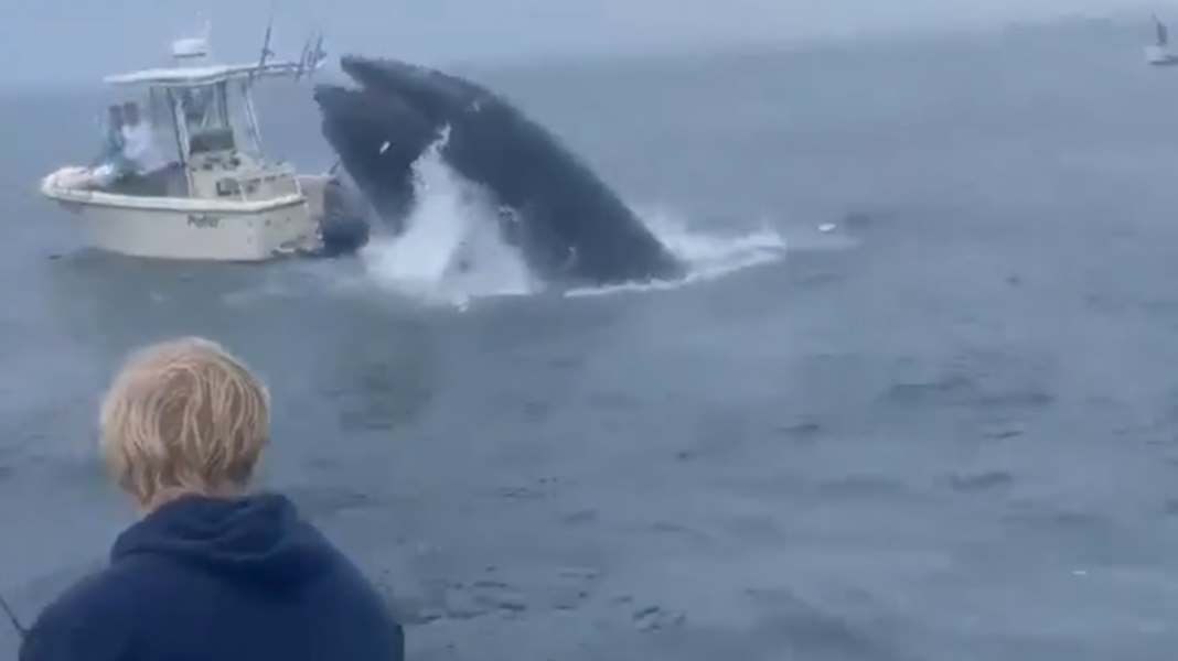 Des témoins filment : une baleine à bosse percute un bateau et catapulte un pêcheur à la mer