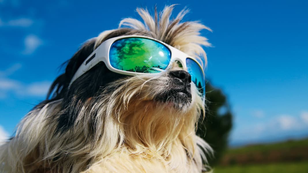 Perspective: 7 sports glasses in the test