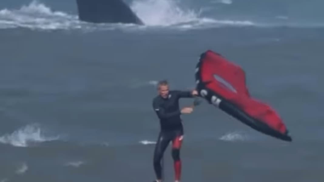 Wingsurf World Natural spectacle Wingfoiling with whales SURF