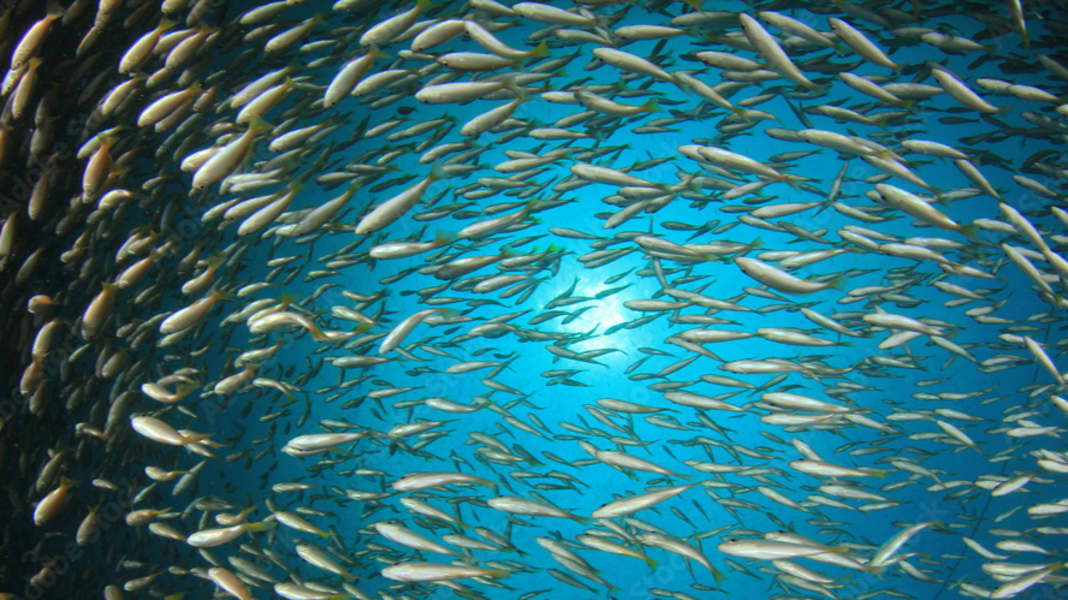 Umwelt: “Keine Trendwende in Sicht” – so schlecht steht es um die Ostsee