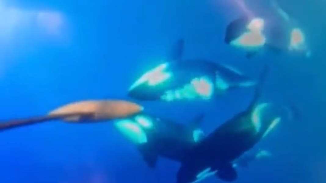 Whale interactions: Team Malizia in contact with five orcas