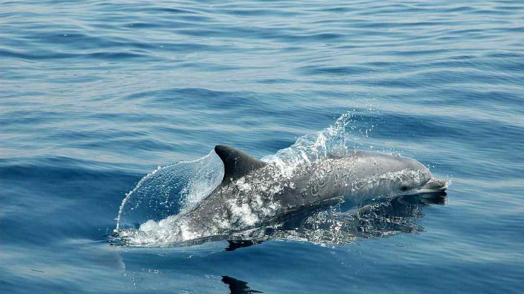 Mar Baltico: avvistati delfini nel fiordo di Apenrad