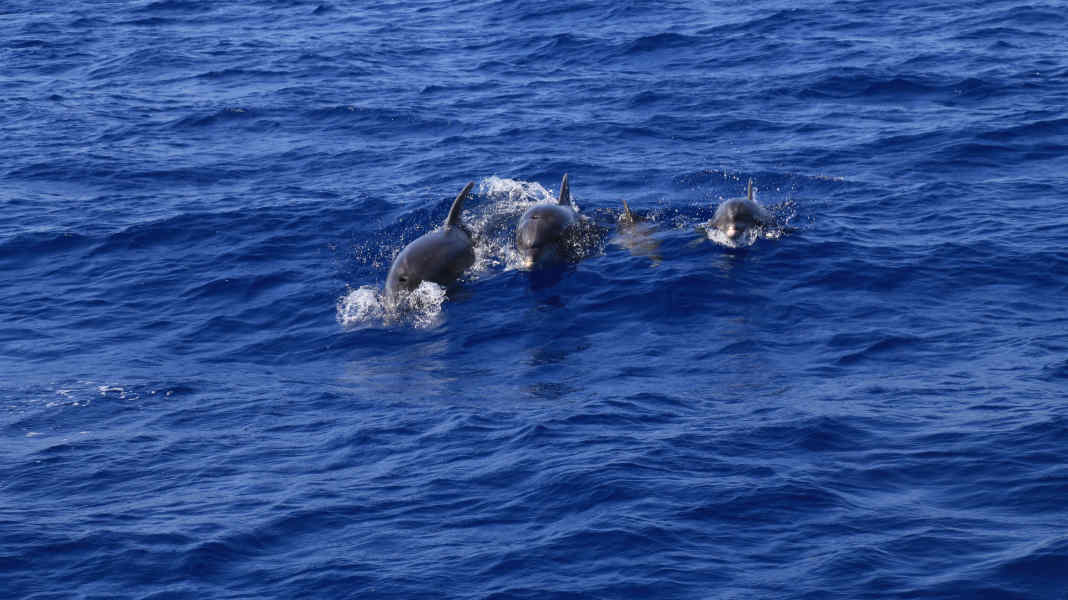 Behaviour like orcas: Denmark warns against encounters with dolphins